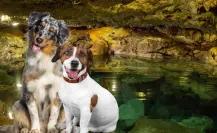 ¿Hay cenotes para perros en Yucatán? Estos son los ideales para visitar con tu mascota