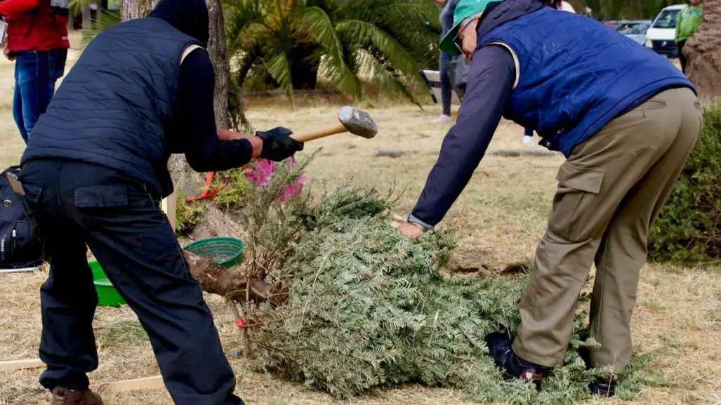 ¡Dale una nueva vida a tu árbol de Navidad! Lleva tu árbol a los Ecocentros