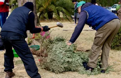 ¡Dale una nueva vida a tu árbol de Navidad! Lleva tu árbol a los Ecocentros