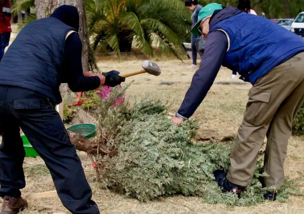 ¡Dale una nueva vida a tu árbol de Navidad! Lleva tu árbol a los Ecocentros