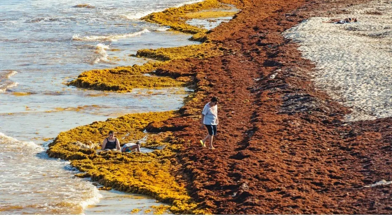 ¿Cuál es la playa con menos sargazo de Cancún? Foto: Gaceta UNAM