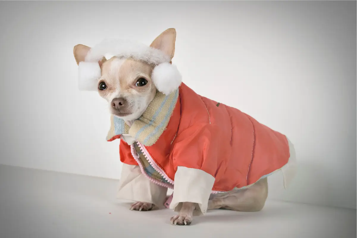 A diferencia de los humanos, las mascotas no pueden regular su temperatura de manera eficiente en condiciones extremas./Foto: Canva