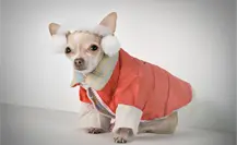 Frente frío 24 en Coahuila, así puedes cuidar a tus mascotas según Protección Civil Frente frío 24 en Coahuila, así puedes cuidar a tus mascotas según Protección Civil