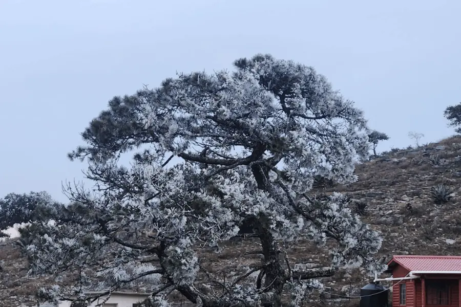 Frente frío 24 asociado con aire ártico provocan temperaturas bajo cero en Tamaulipas