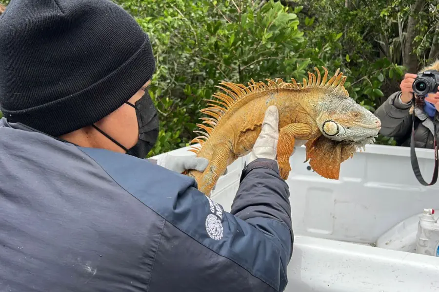 Iguanas de la Laguna del Carpintero sufren letargo por el frío y son rescatadas