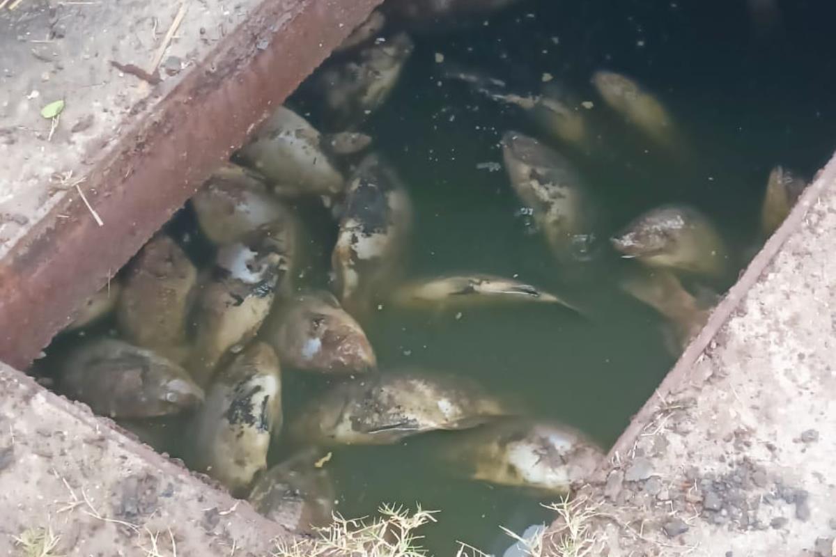 Cientos de peces aparecieron muertos en El Laguito de Matamoros. Foto: Victoria Jiménez