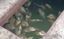 Cientos de peces mueren en El Laguito de Matamoros por esta razón