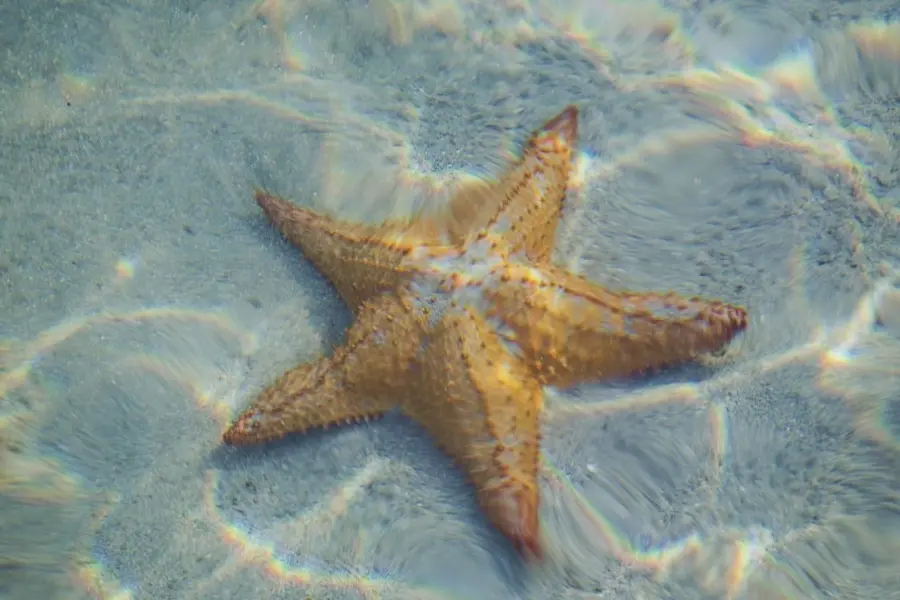 Esta es la razón por la cual no debes sacar del agua estrellas de mar