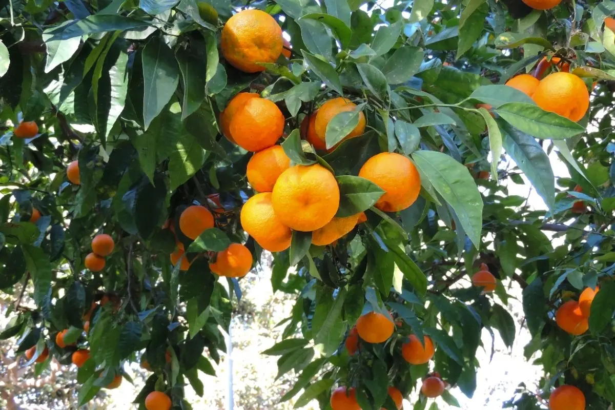 Árbol de mandarinas. Foto: Canva