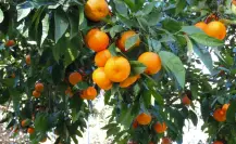 5 árboles frutales en Nuevo León para fortalecer tu cuerpo y evitar enfermedades