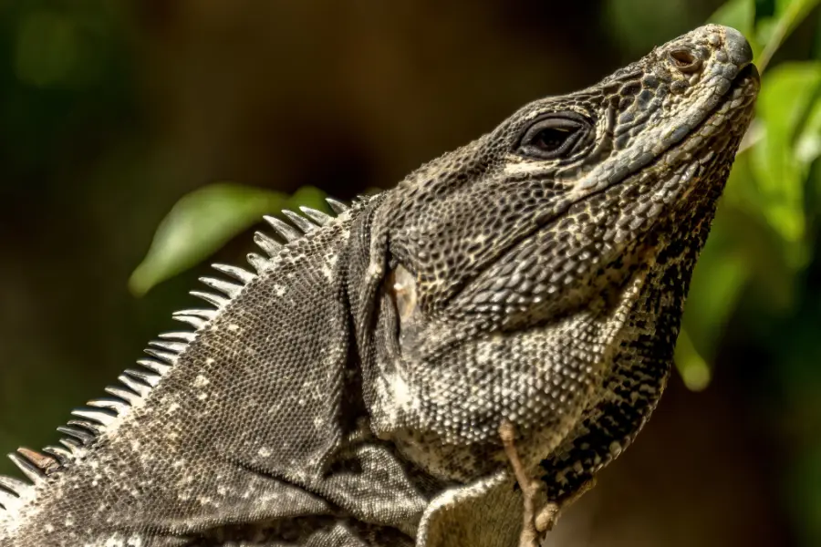 Si eres fan de los reptiles y anfibios esto te interesa, conoce de qué se trata