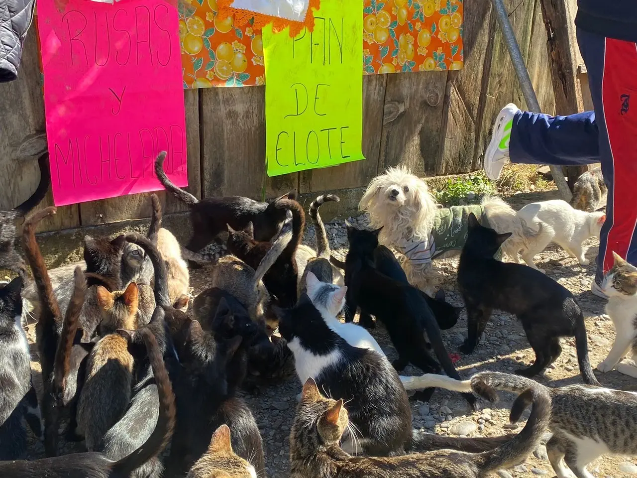 Gatitos de el Rancho El Paraíso. Foto: Posta Tamaulipas