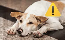 Denuncian estafa en grupos de búsqueda de mascotas en La Paz