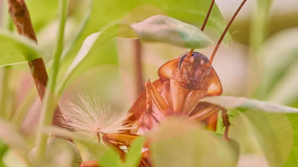 Zoológicos te permiten ponerle el nombre de tu ex a una cucaracha este 14 de febrero