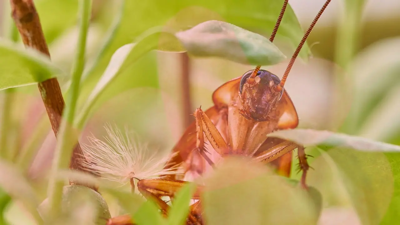 Zoológicos te permiten ponerle el nombre de tu ex a una cucaracha este 14 de febrero. Foto: POSTA México