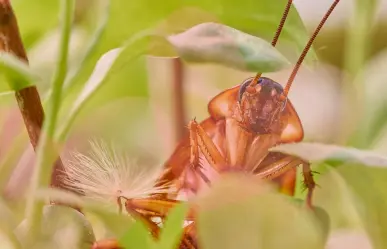 Zoológicos te permiten ponerle el nombre de tu ex a una cucaracha este 14 de febrero