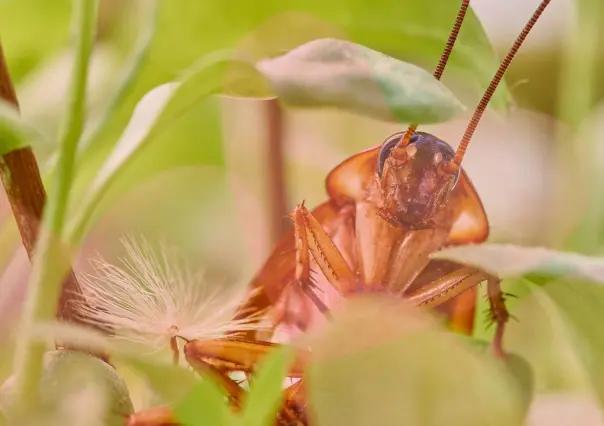 Zoológicos te permiten ponerle el nombre de tu ex a una cucaracha este 14 de febrero