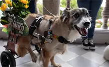 Carnaval de Mérida 2025 será pet-friendly con sus Reinas y Reyes Caninos