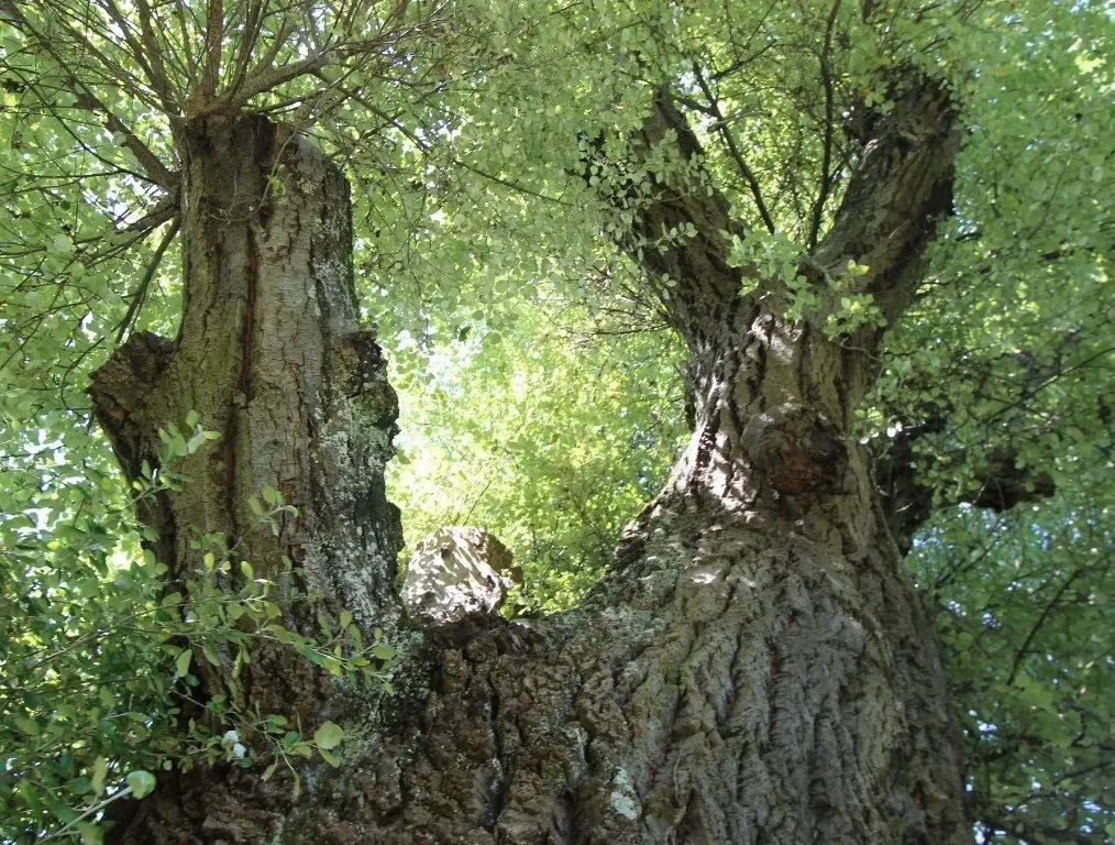 Los árboles nativos de ríos y cañadas en Nuevo León son esenciales para la conservación del ecosistema y el equilibrio ambiental de la región. Foto: Canva.