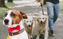 Convivencia Segura: Conoce el Código Universal de Colores para Mascotas en CDMX