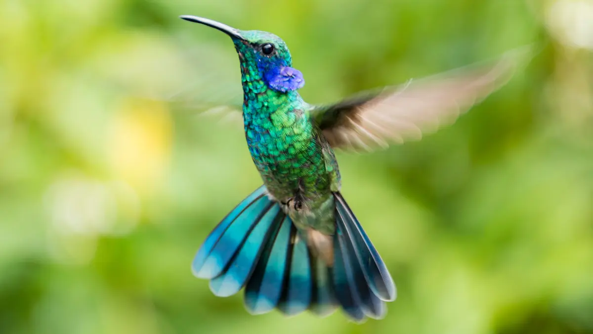 Estas aves son importantes para la naturaleza Foto: Canva