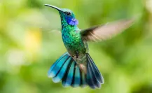 La superstición de San Valentín que amenaza a los colibrís cada 14 de febrero