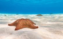 ¿Dónde está El Cielo, la playa de Quintana Roo llena de estrellas de mar?