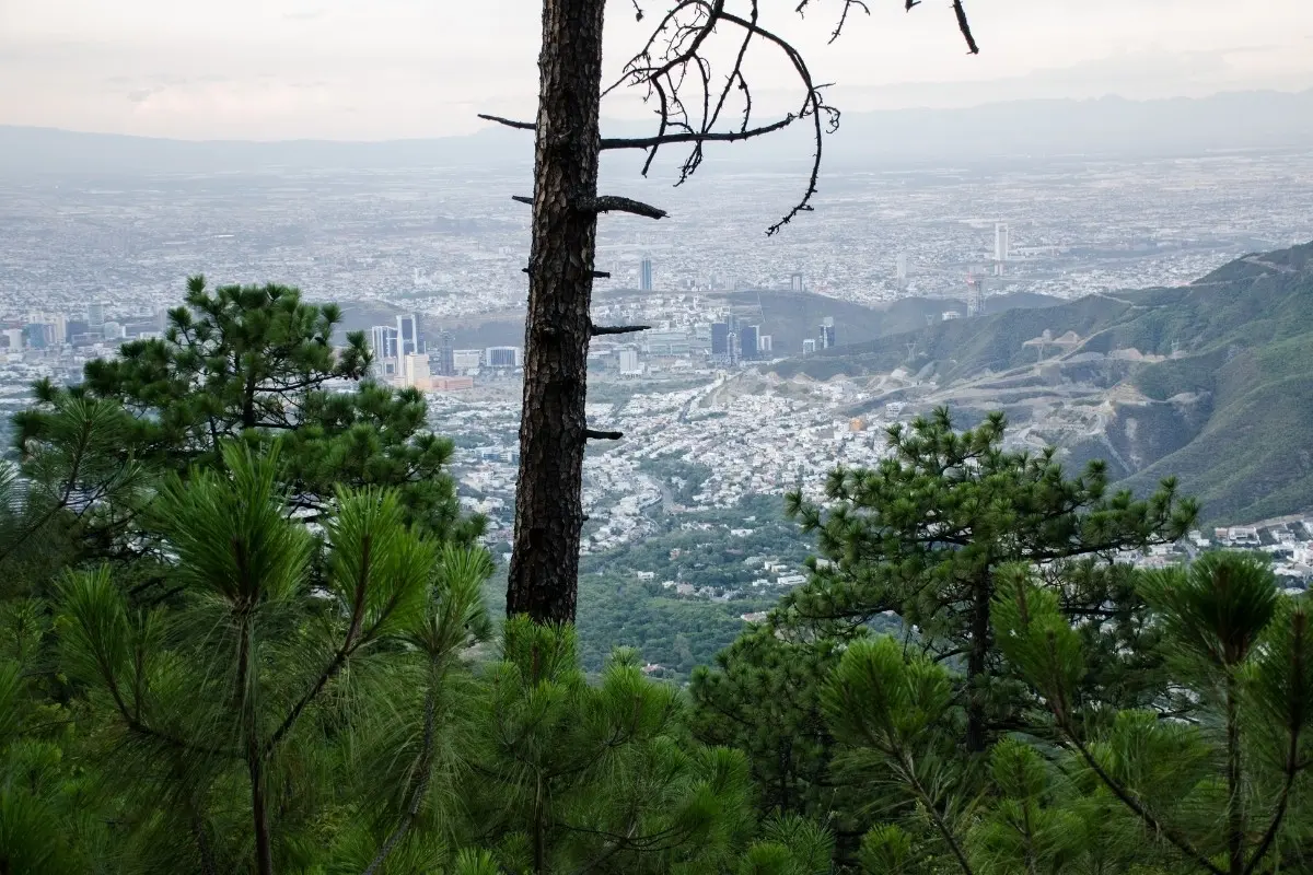 Árboles y montaña en Nuevo León. Foto: Canva