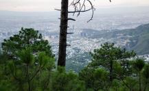 Descubre los 3 árboles nativos que resisten las temperaturas extremas de Monterrey