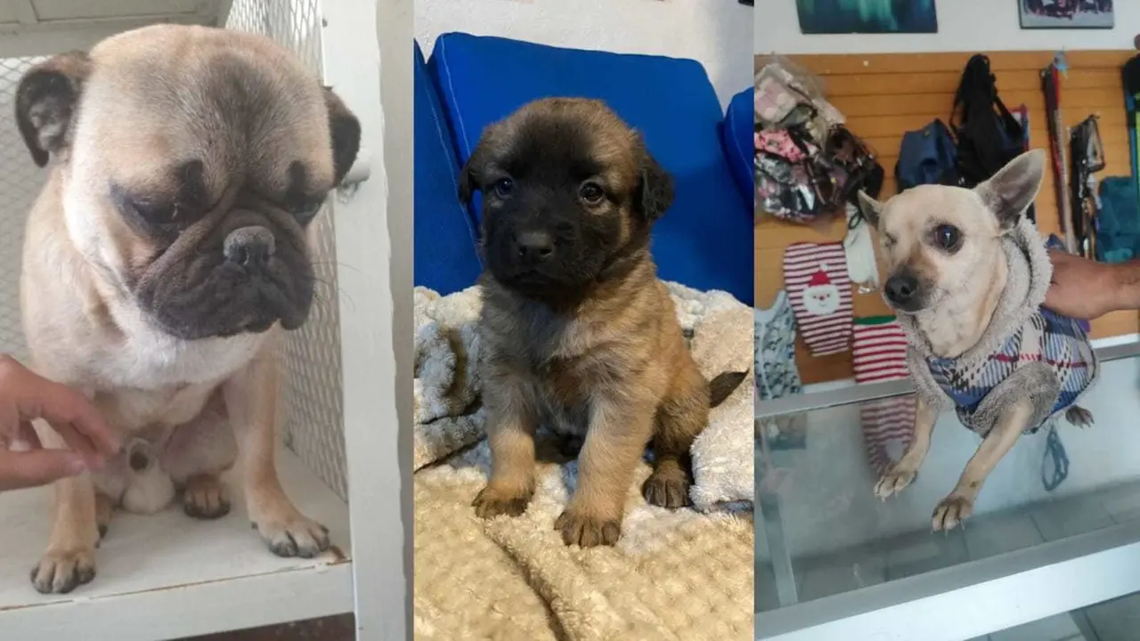 Estos son los lugares en Durango donde puedes realizar la adopción de una mascota. Foto: Facebook/ Nahum Ac Durango.