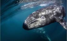 Ballenas y biodiversidad en peligro: el impacto del proyecto Saguaro en el Golfo de California