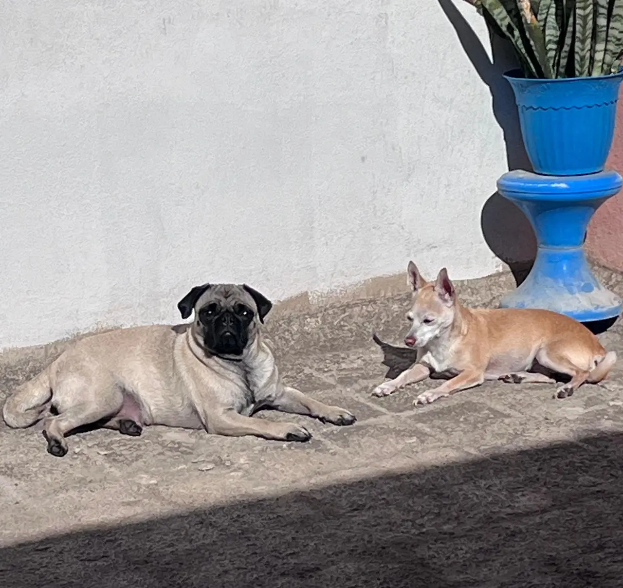 Se espera que se avance con la campaña de esterilización de perros callejeros. Foto: Alejandro Ávila.
