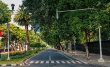 5 árboles nativos del noreste ideales para sembrar y no dañan la infraestructura urbana