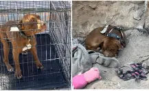 Policía Ambiental de Saltillo rescata a perrito en mal estado y le brinda atención médica