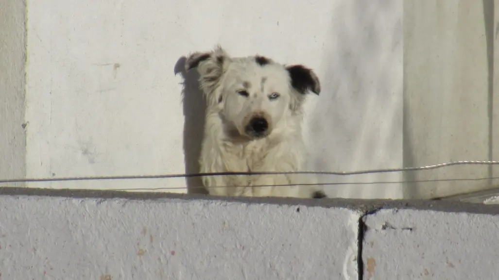 Animalistas denuncian falta de acciones ambientales; convocan a marcha pacífica en Saltillo