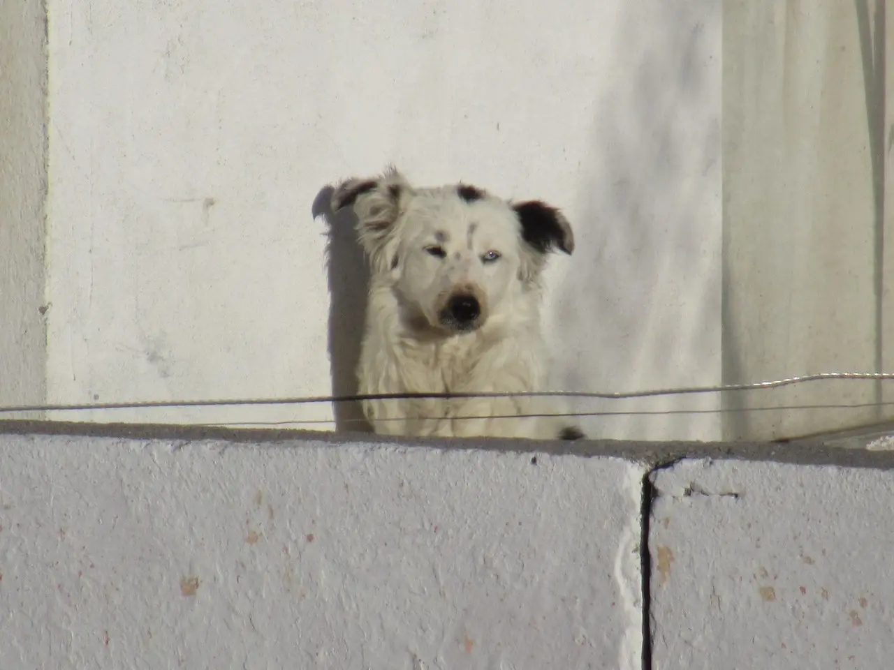 Diversos colectivos ambientalistas y de protección animal se sumarán al evento. (Fotografía: Édgar Romero)