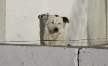 Animalistas denuncian falta de acciones ambientales; convocan a marcha pacífica en Saltillo