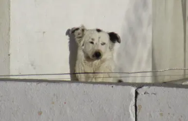 Animalistas denuncian falta de acciones ambientales; convocan a marcha pacífica en Saltillo