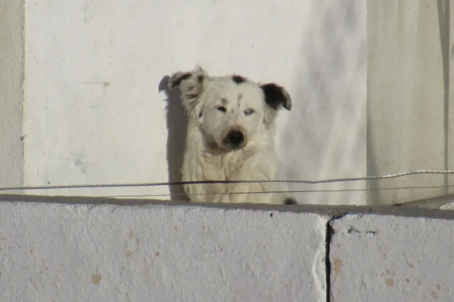 Animalistas denuncian falta de acciones ambientales; convocan a marcha pacífica en Saltillo