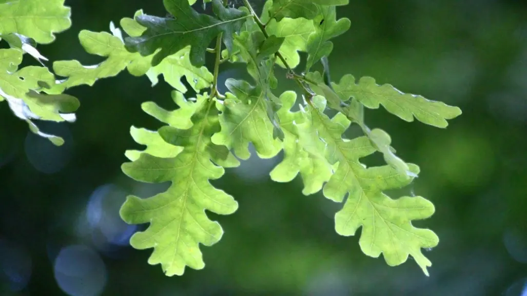 Descubre el árbol nativo de Nuevo León que crece rápido y soporta temperaturas extremas