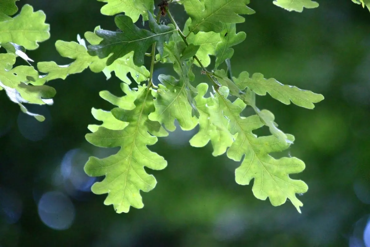 Hojas de árbol. Foto: Canva