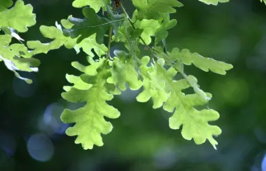 Descubre el árbol nativo de Nuevo León que crece rápido y soporta temperaturas extremas