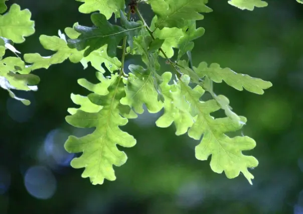 Descubre el árbol nativo de Nuevo León que crece rápido y soporta temperaturas extremas