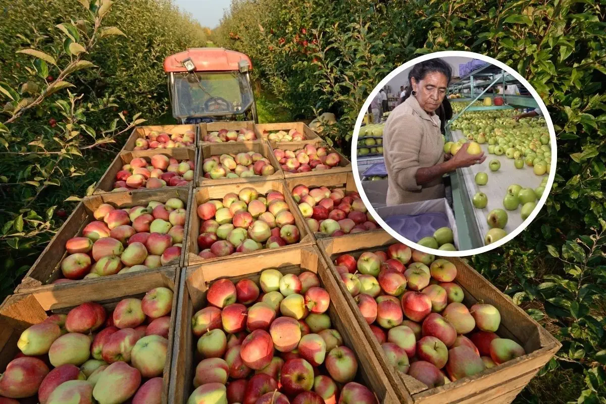 Cosecha de manzana en Arteaga / Foto: Secretaría de Desarrollo Rural Coahuila | Canva