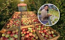 Manzana en Arteaga: ¿Cuánto se tarda en cosechar el fruto? 