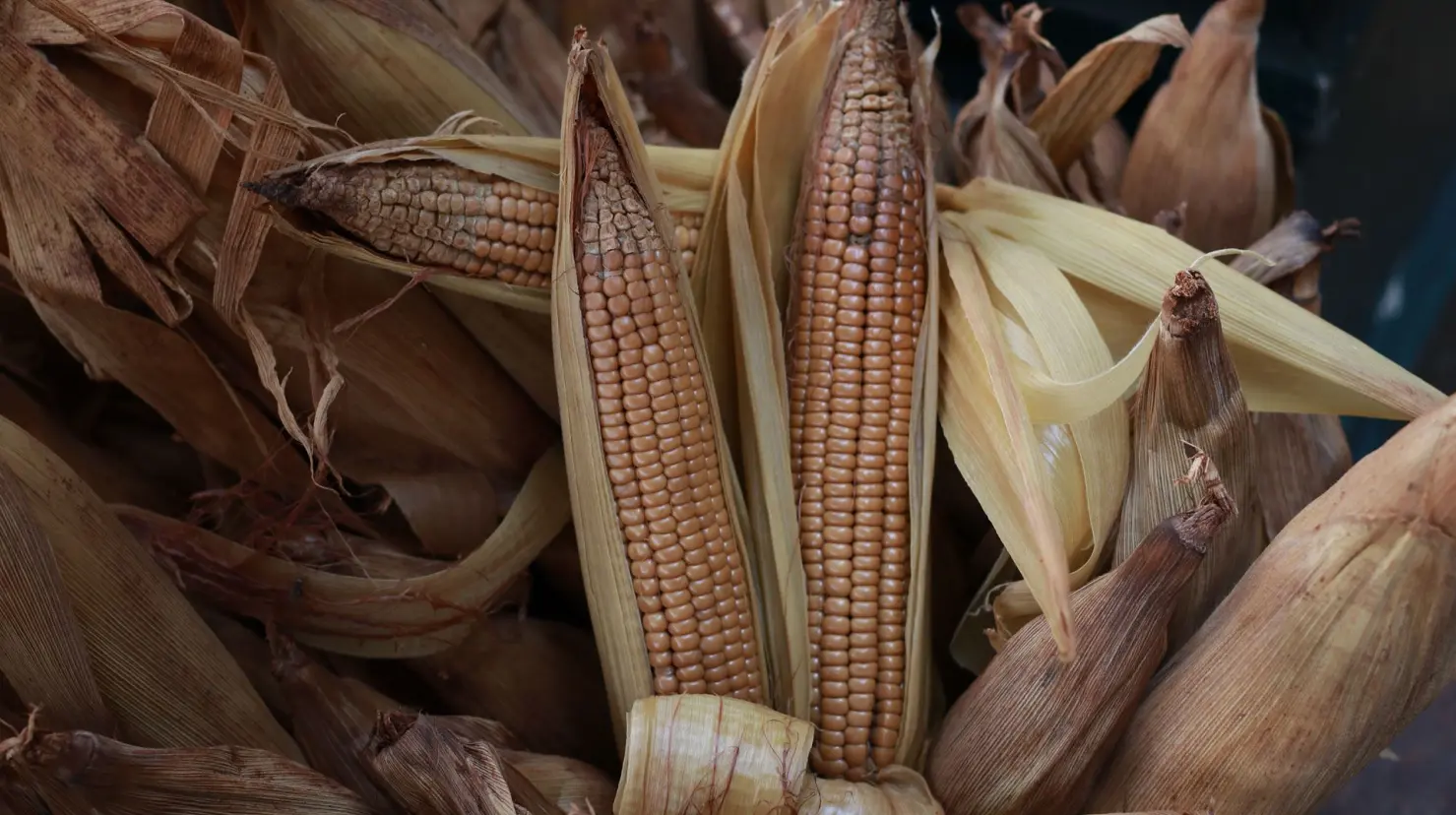 El pibinal es un proceso de cocción de elote que cumple con ciertas características  ancestrales y que se consume en la Península de Yucatán.- Fuente Yucatán Travel