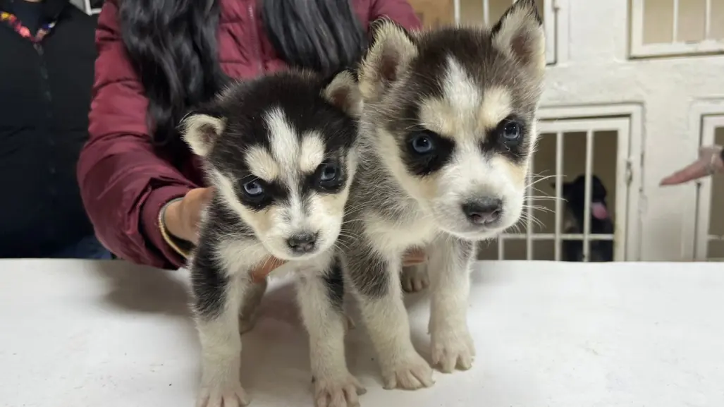 VIDEO l Huskys rescatados en Escobedo buscan familia, conoce los requisitos para adoptarlos