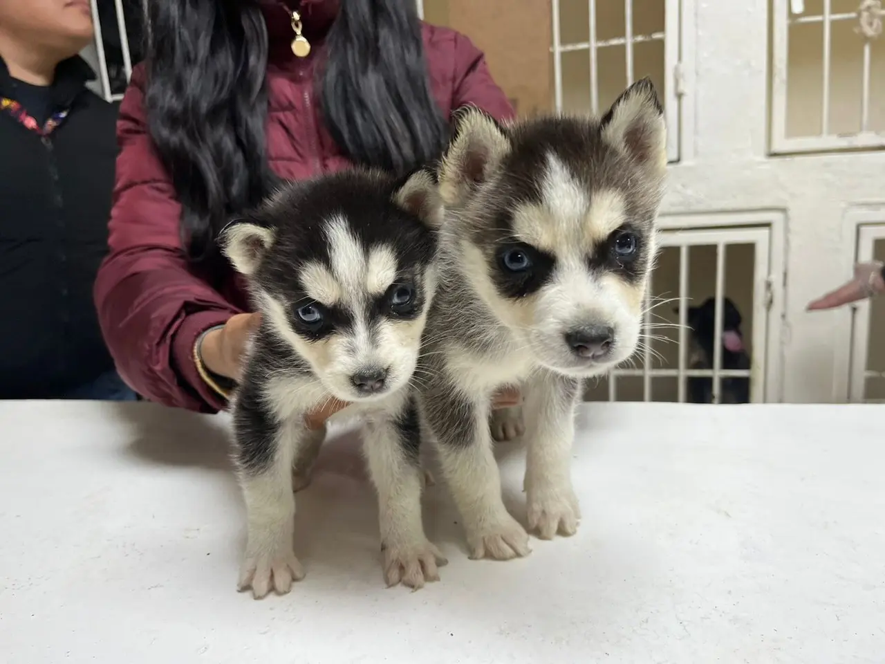 Cachorros en adopción en Escobedo. Foto: Gobierno de Escobedo