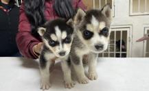 VIDEO l Huskys rescatados en Escobedo buscan familia, conoce los requisitos para adoptarlos