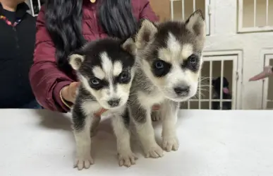 VIDEO l Huskys rescatados en Escobedo buscan familia, conoce los requisitos para adoptarlos